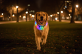 Smart LED Dog Collar Lifestyle